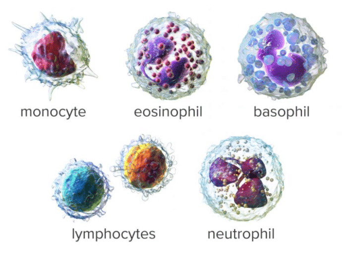 Novel Coronavirus Hematological changes – MF Technology